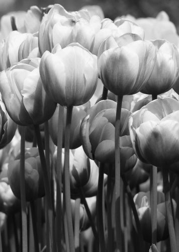 Tulips B&W Macro Photograph Home Decor Premium Quality Poster Print Choose Your Sizes