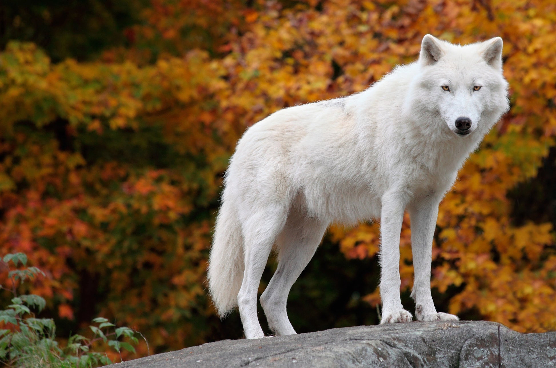 White Wolf on a Rock Photograph Print 100% Australian Made