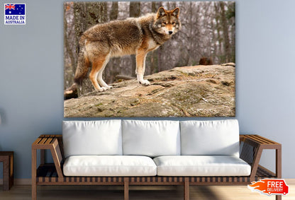 Wolf Walking in Forest Photograph Print 100% Australian Made