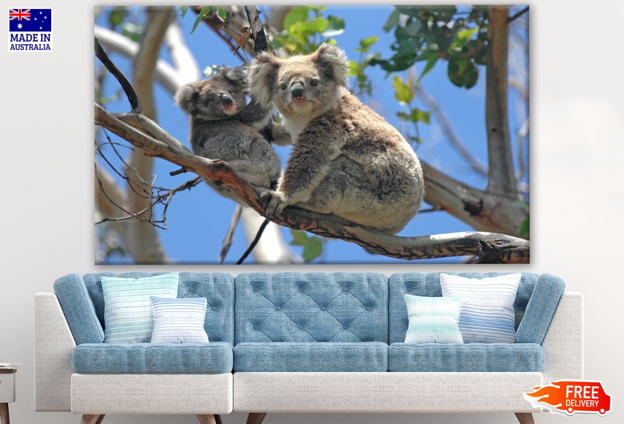 Koala Bear & Baby on a Tree Photograph Print 100% Australian Made