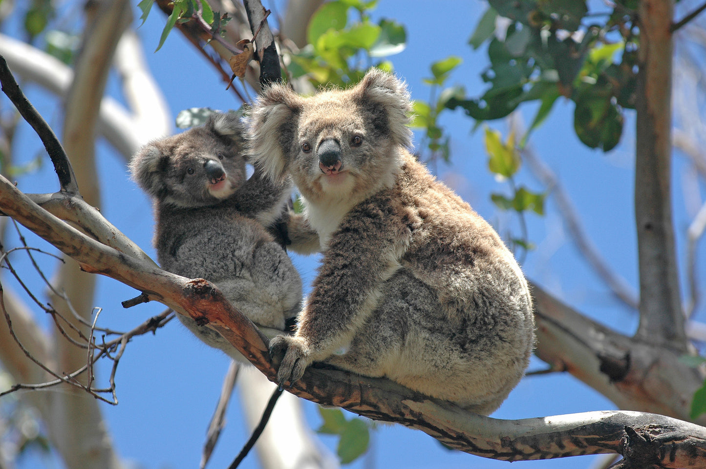 Koala Bear & Baby on a Tree Photograph Print 100% Australian Made