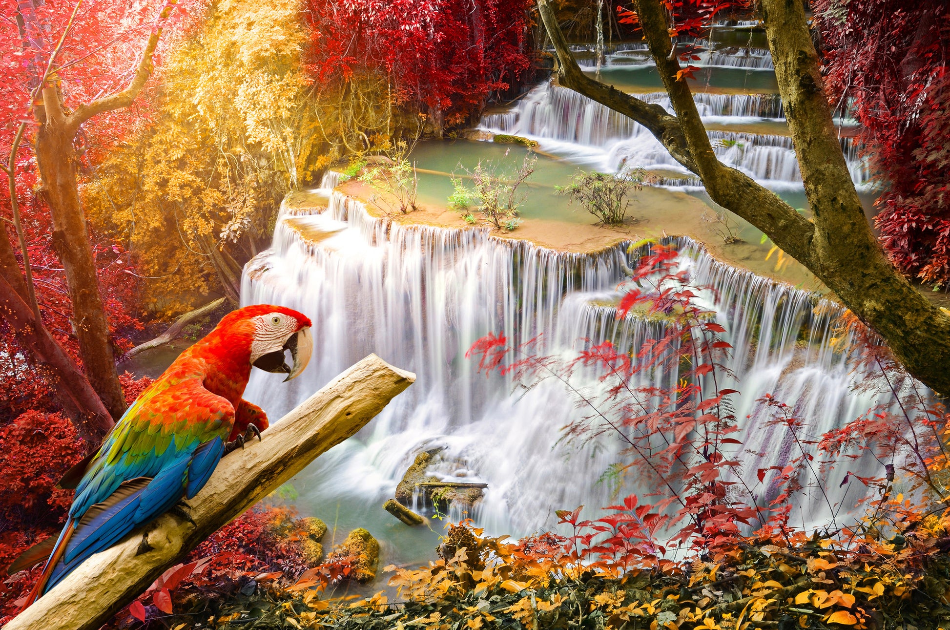 Macaw Bird on a Tree Branch Over Dep Forest Waterfall Photograph Print 100% Australian Made