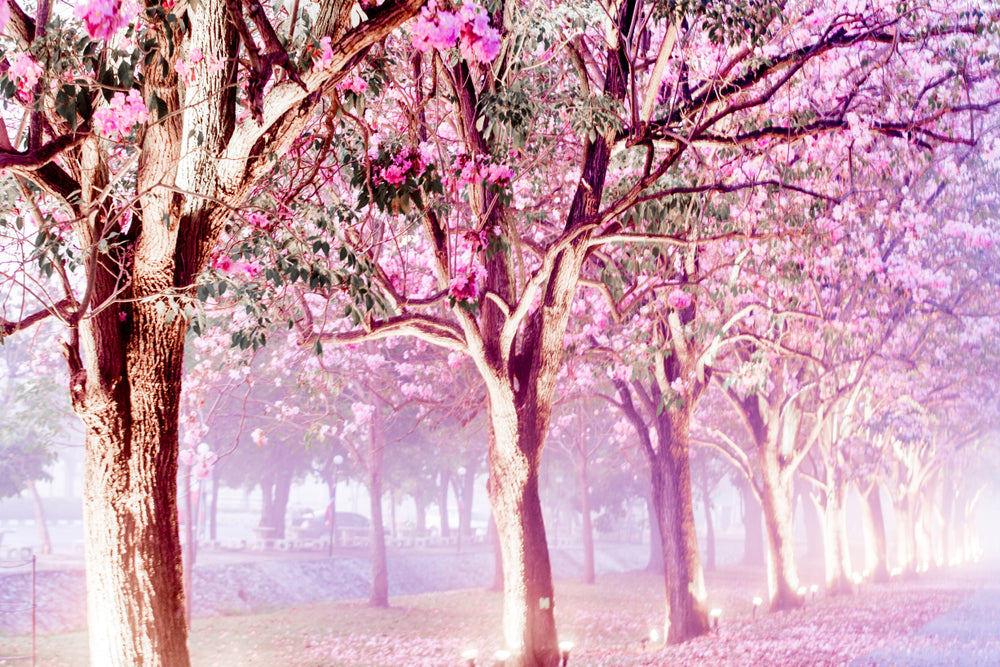 Blossom Trees in a Park Photograph Print 100% Australian Made