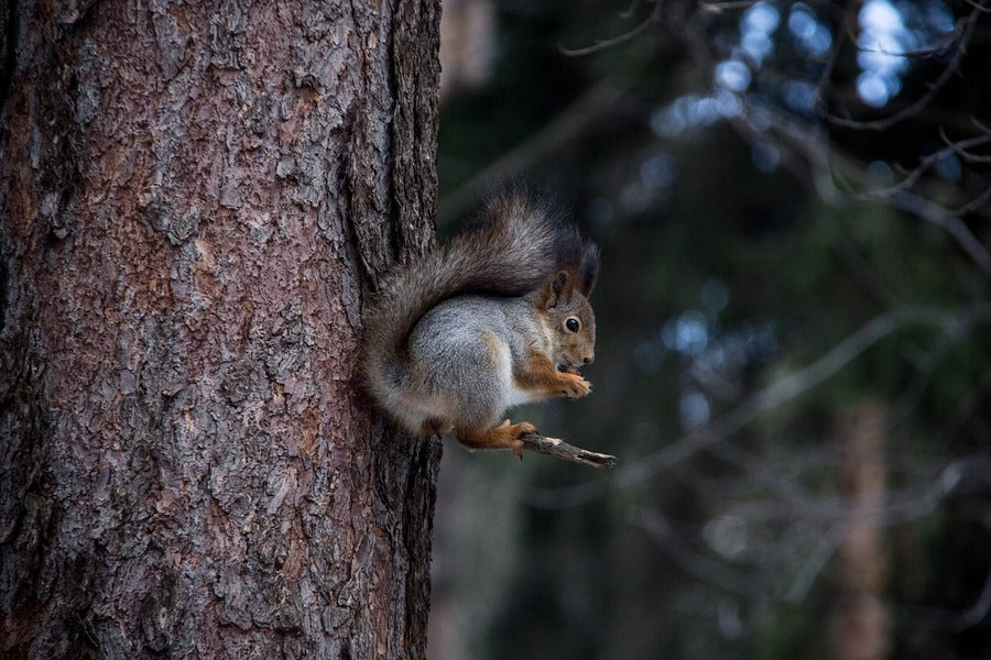 White Grey Squirrel on Tree Branch Photograph Print 100% Australian Made