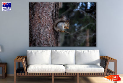 White Grey Squirrel on Tree Branch Photograph Print 100% Australian Made