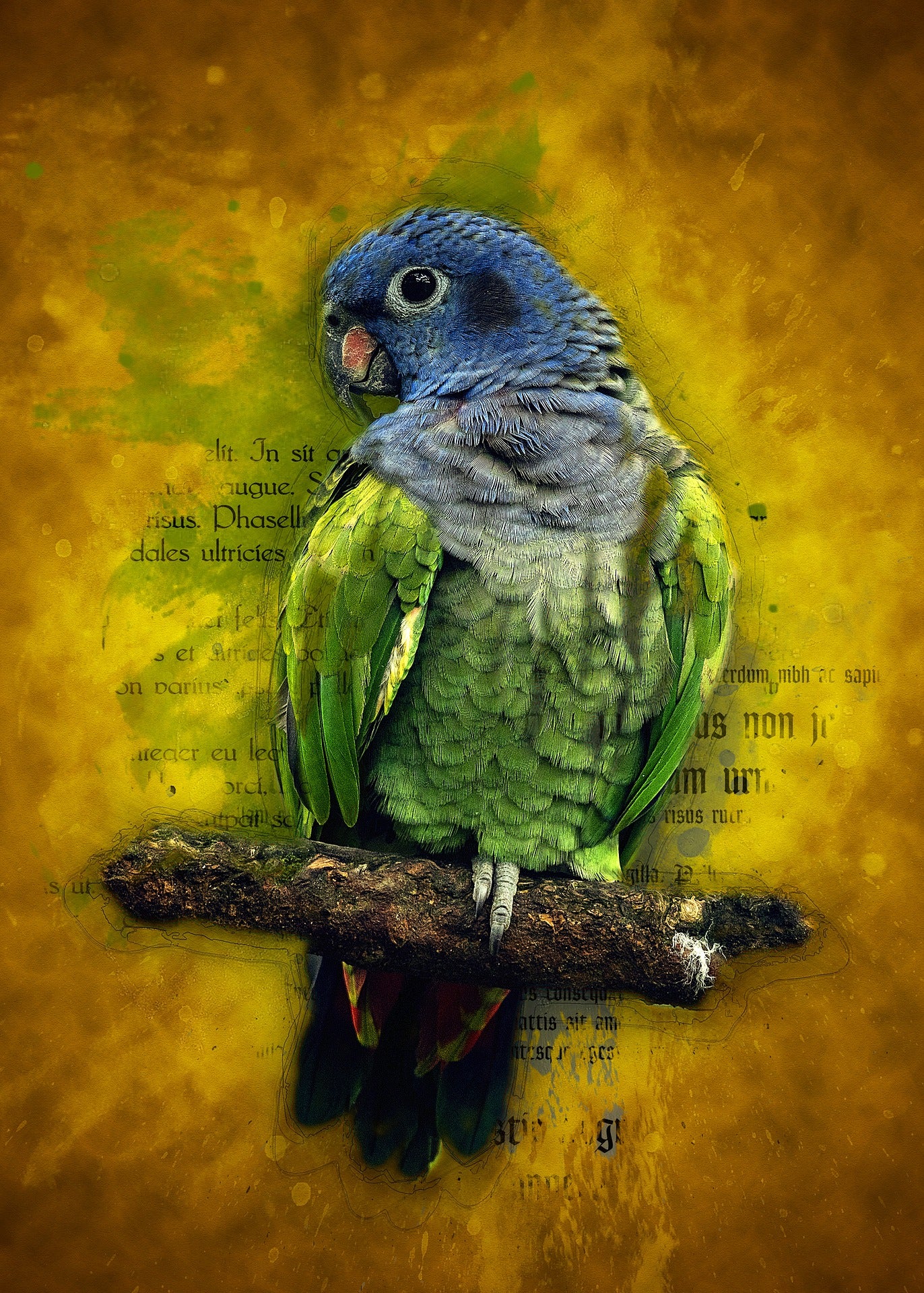 Green Budgie Parrot & Article Exposure Print 100% Australian Made