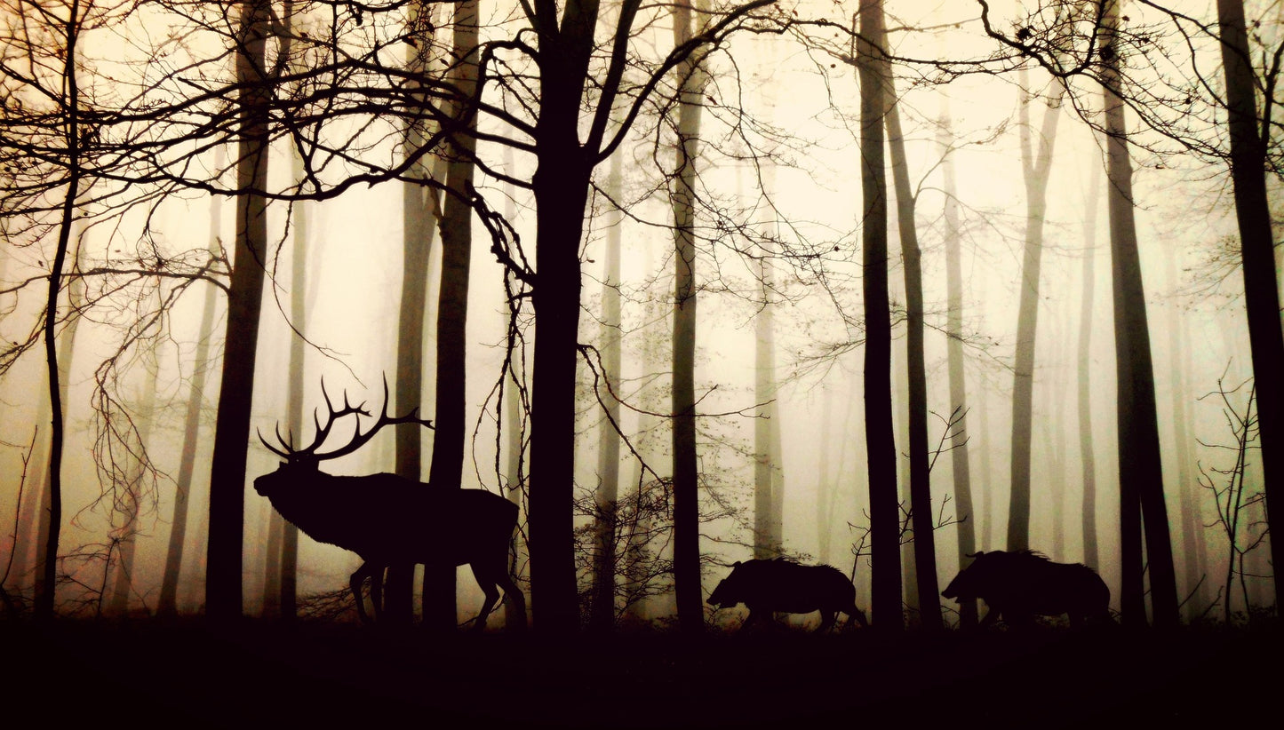 Deers in Forest Photograph Home Decor Premium Quality Poster Print Choose Your Sizes