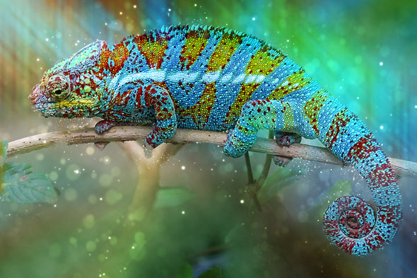 Colourful Lizard Walking on a Branch Print 100% Australian Made