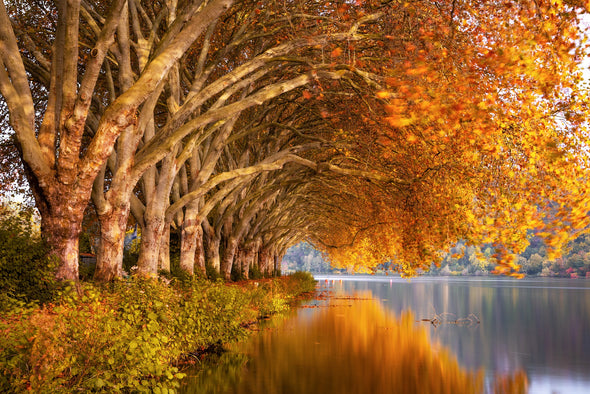 Colorful Autumn Trees Along the Lake Landscape View Photograph Print 100% Australian Made