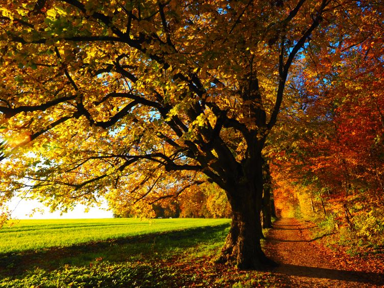 Autumn Trees Row Photograph Print 100% Australian Made