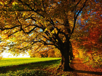 Autumn Trees Row Photograph Print 100% Australian Made