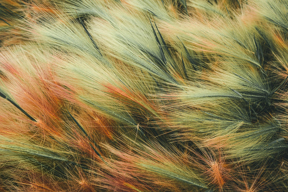 Colourful Grass Photograph Print 100% Australian Made