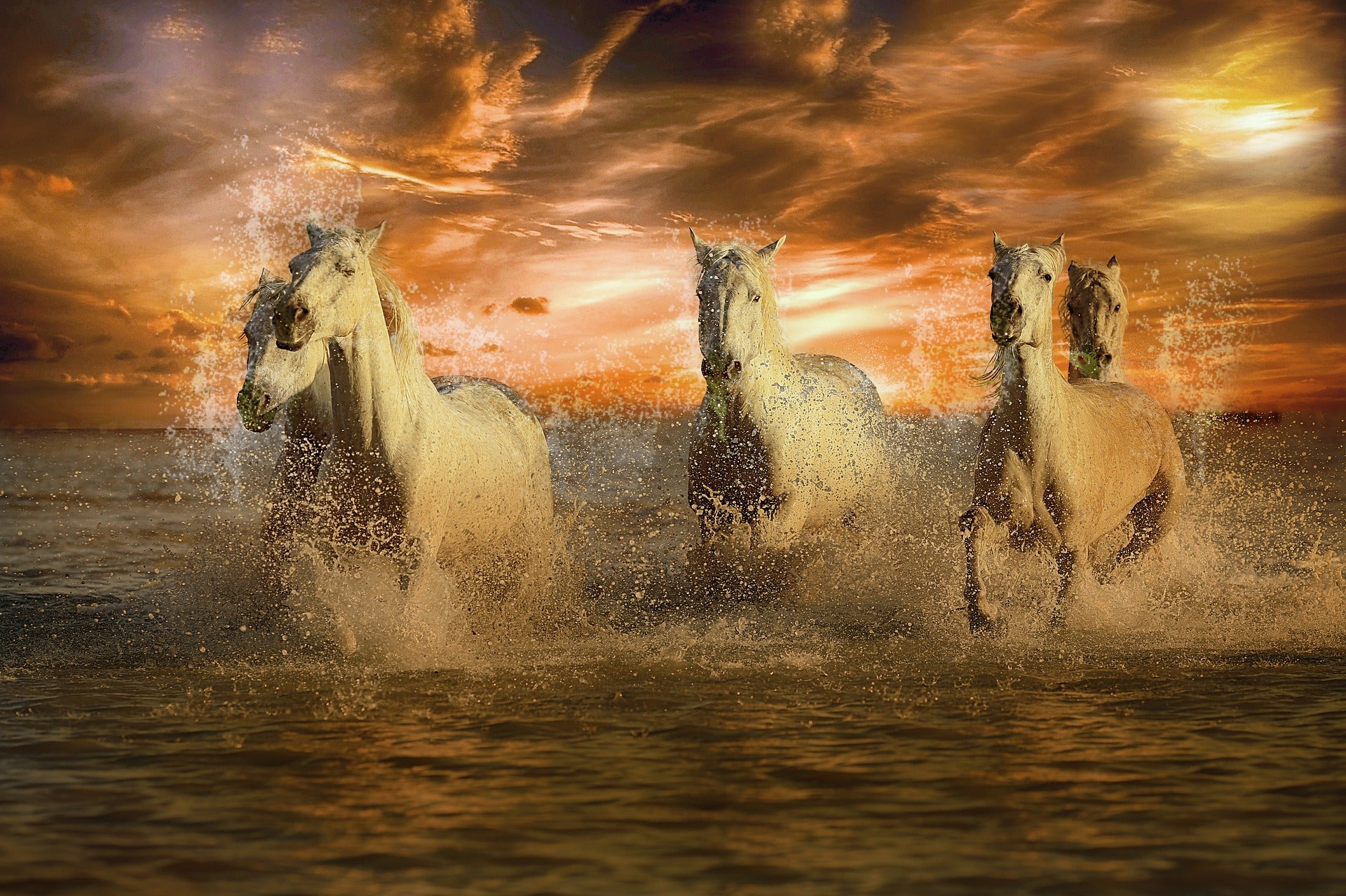 Horses Running on Sea Photograph Home Decor Premium Quality Poster Print Choose Your Sizes