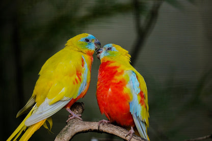 Love Birds Photograph Print 100% Australian Made