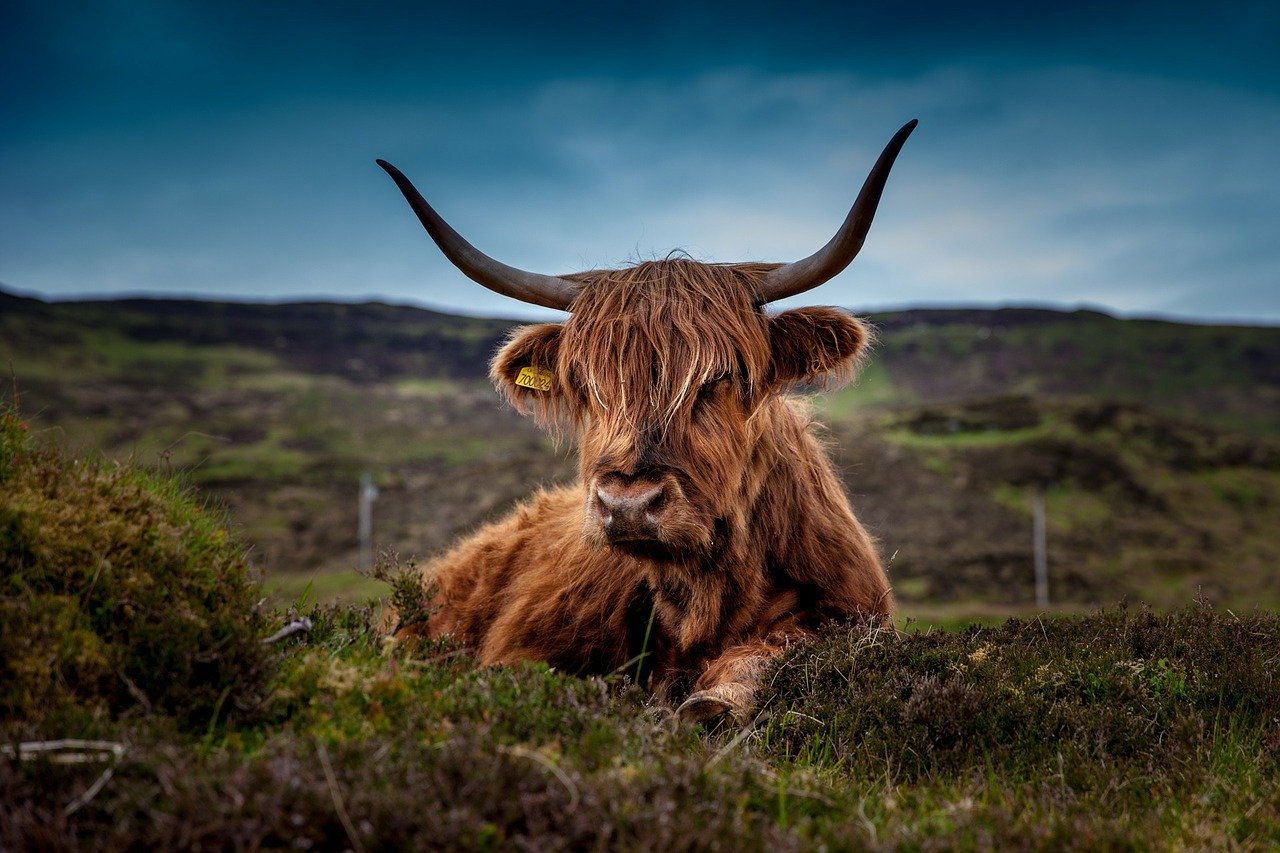 Brown Highland Cow Laying on Ground Photograph Print 100% Australian Made