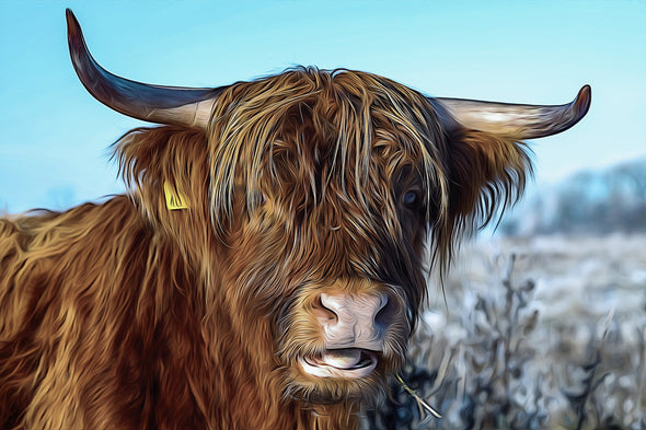 Highland Cow Portrait Design Print 100% Australian Made