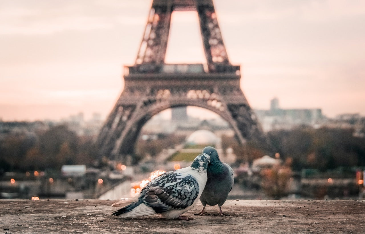 Pigeons Near Eiffel Tower View Home Decor Premium Quality Poster Print Choose Your Sizes