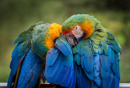 Macaw Parrot Couple Photograph Print 100% Australian Made