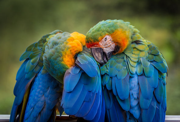 Macaw Parrots Photograph Print 100% Australian Made
