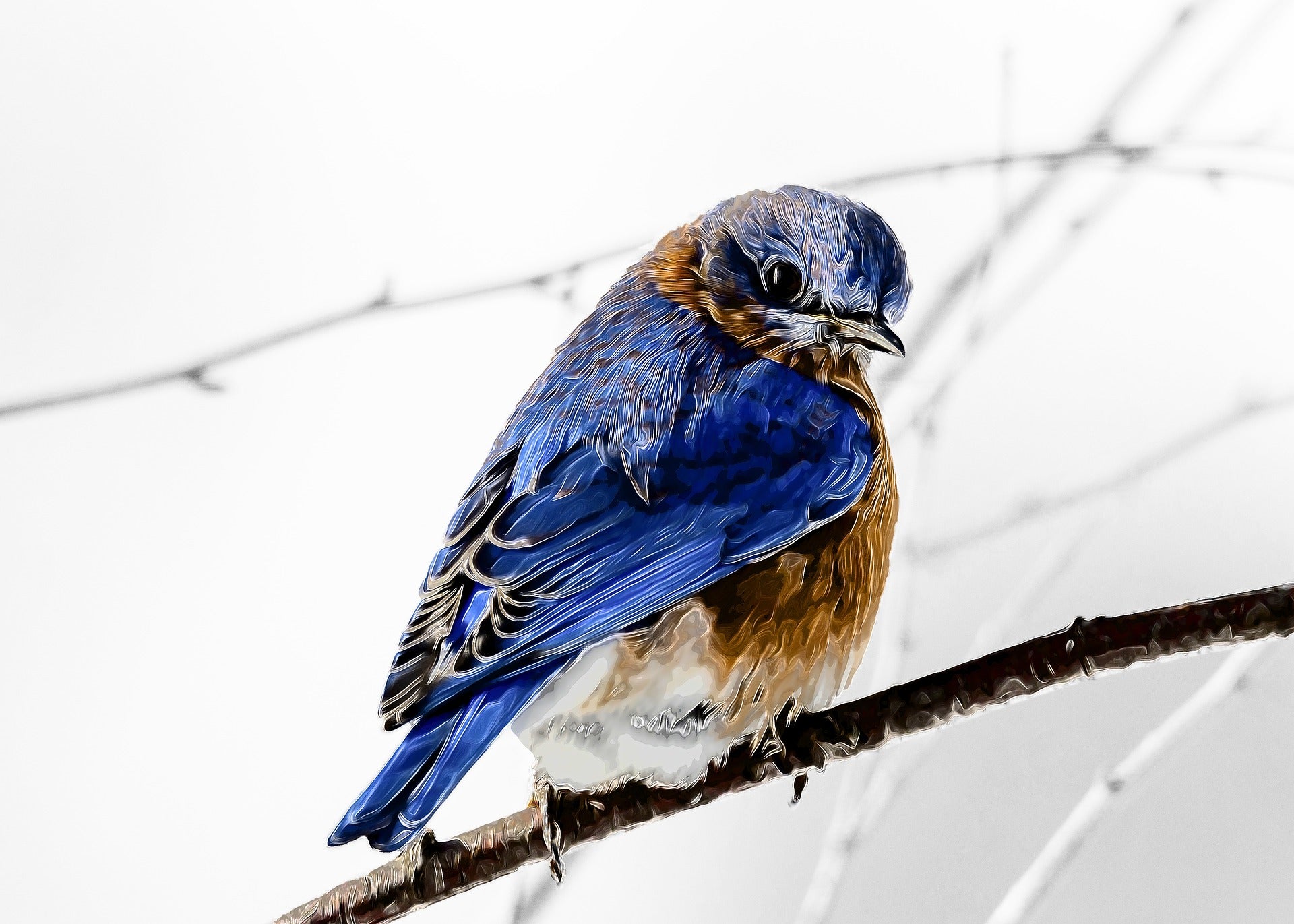 Eastern Blue Bird Sitting on a Branch Print 100% Australian Made