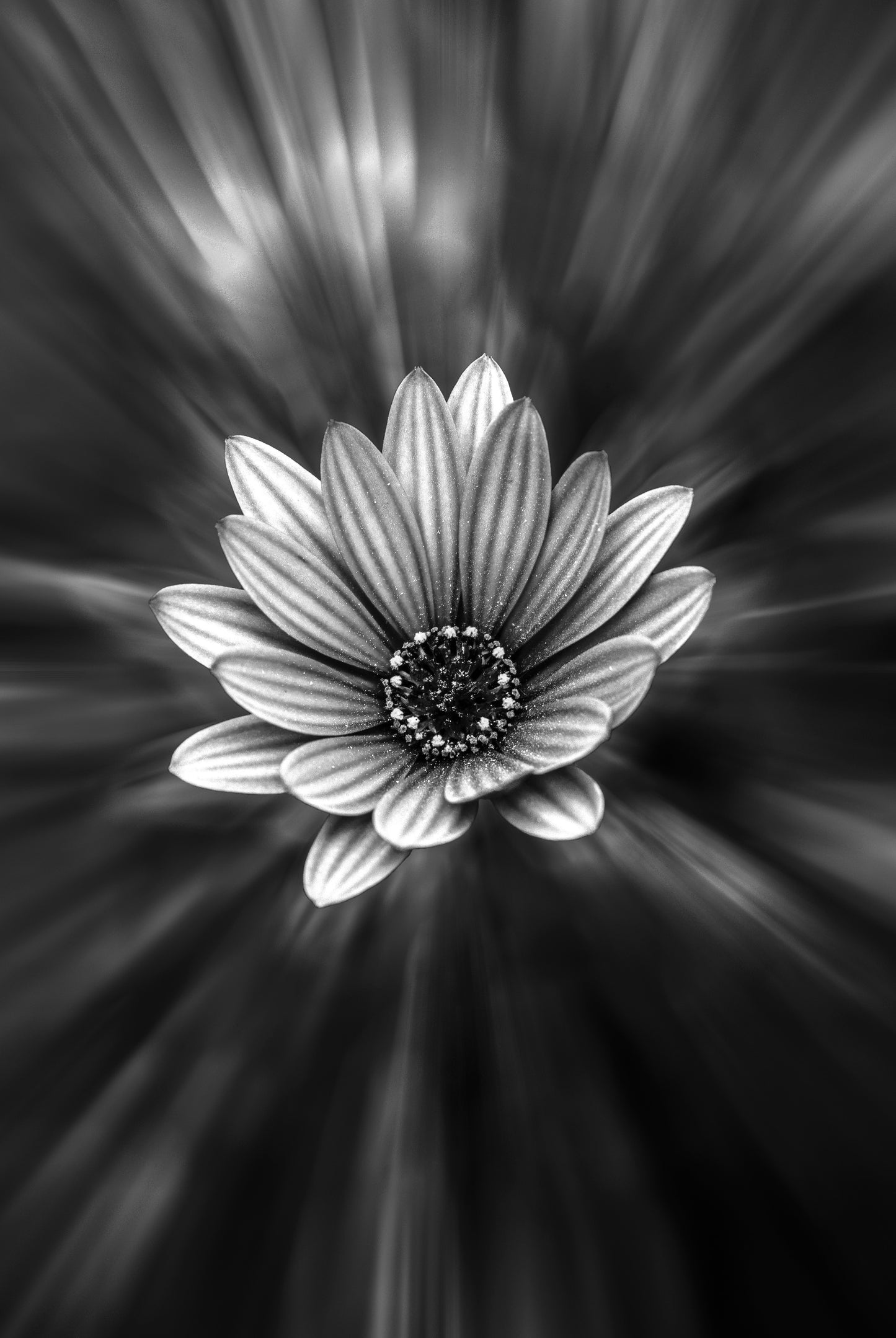 Flower B&W Closeup Photograph Print 100% Australian Made