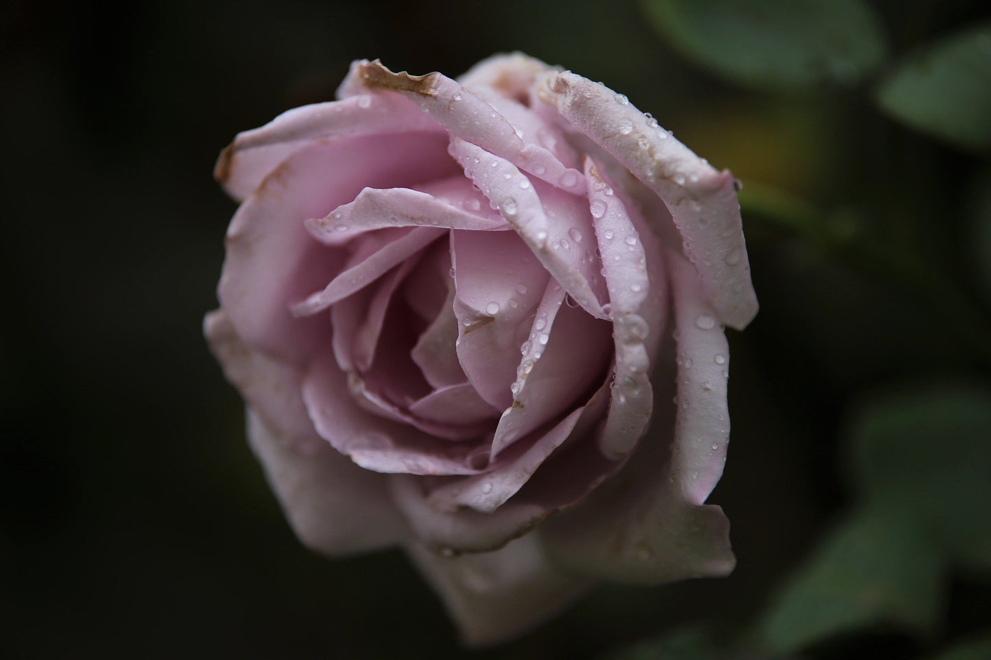 Rose Flower Closeup Photograph Print 100% Australian Made