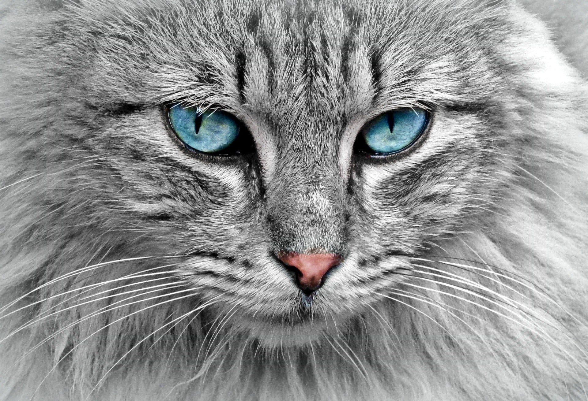 Cat Portrait Closeup Photograph Home Decor Premium Quality Poster Print Choose Your Sizes