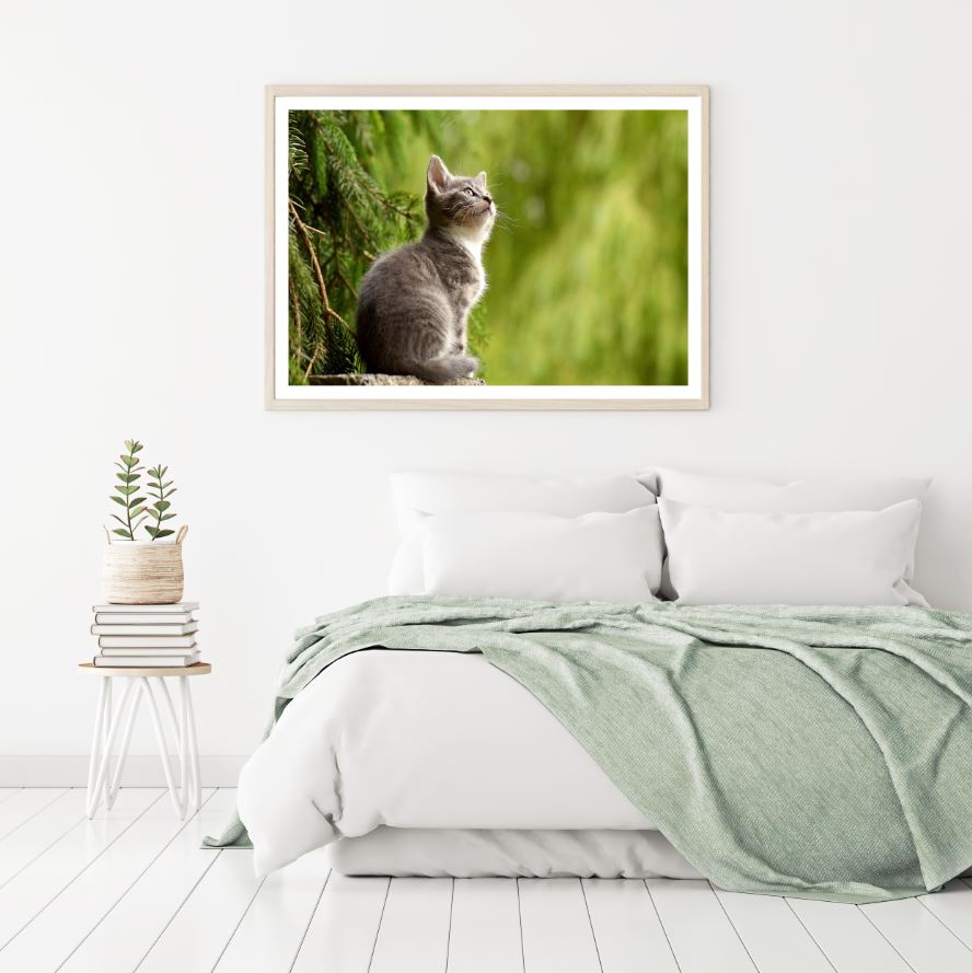 Cat Portrait Closeup Photograph Home Decor Premium Quality Poster Print Choose Your Sizes