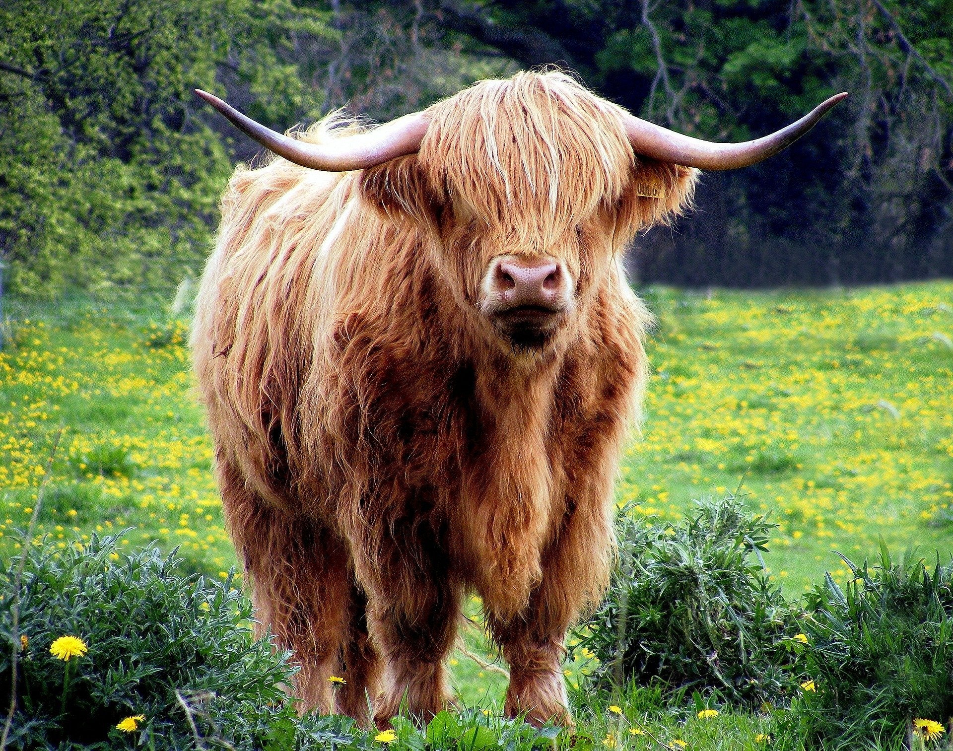 Brown Highland Cow Standing photograph Print 100% Australian Made