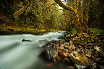 Forest & Stream Photograph Print 100% Australian Made