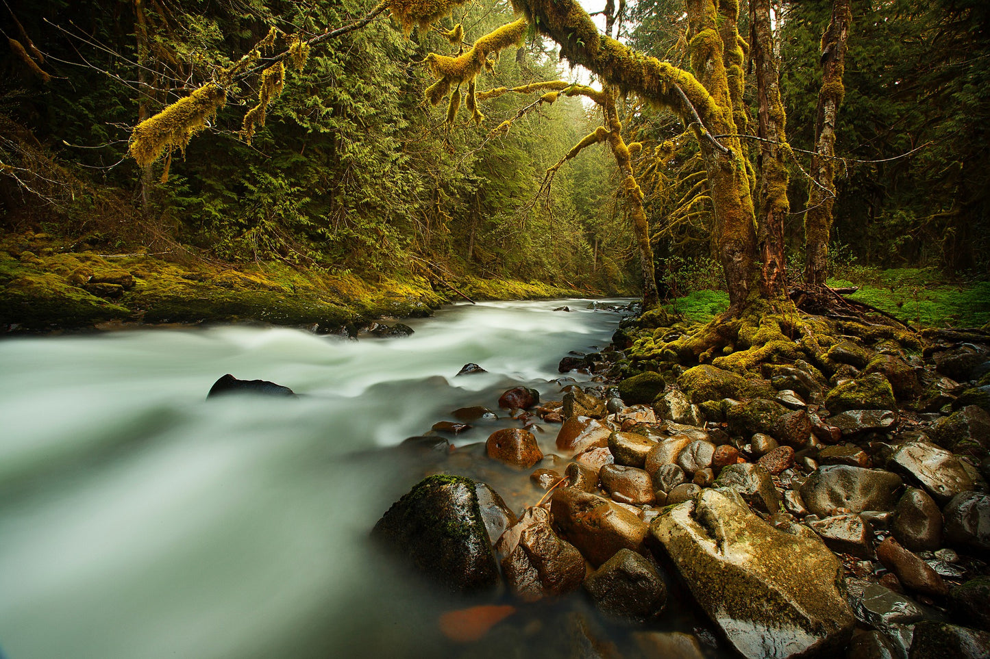 Froest & Stream Photograph Print 100% Australian Made