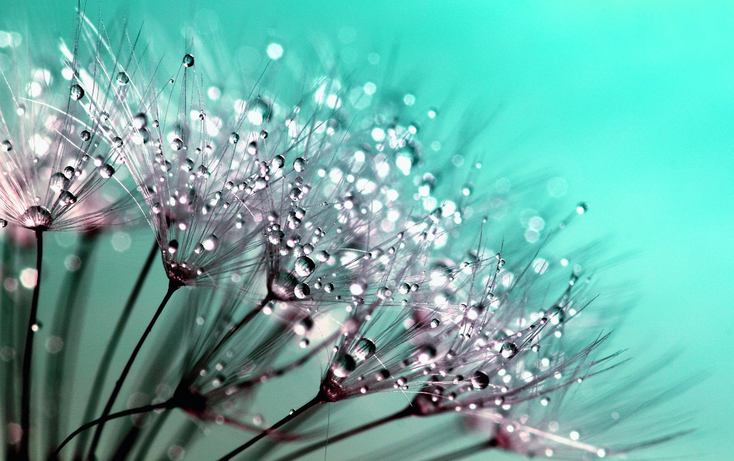 Water Splash on Dandelion Flowers Photograph Print 100% Australian Made