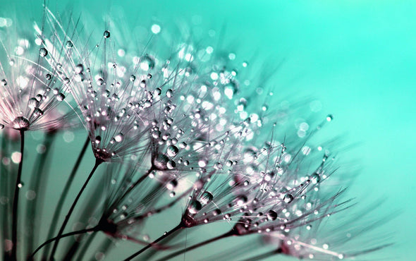 Water Splash on Dandelion Flowers Photograph Print 100% Australian Made