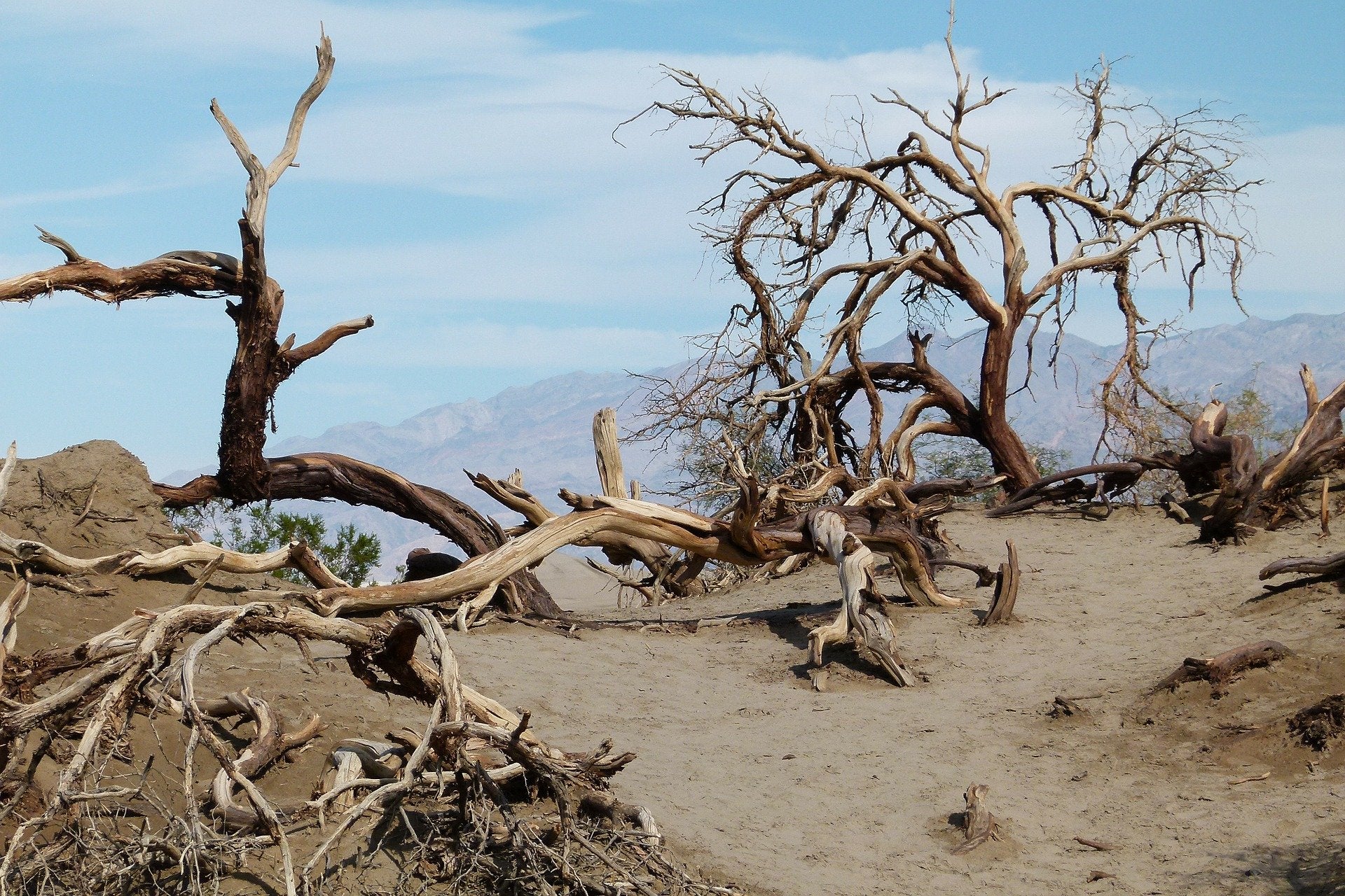 Death Trees in a Valley Landscape Photograph Print 100% Australian Made