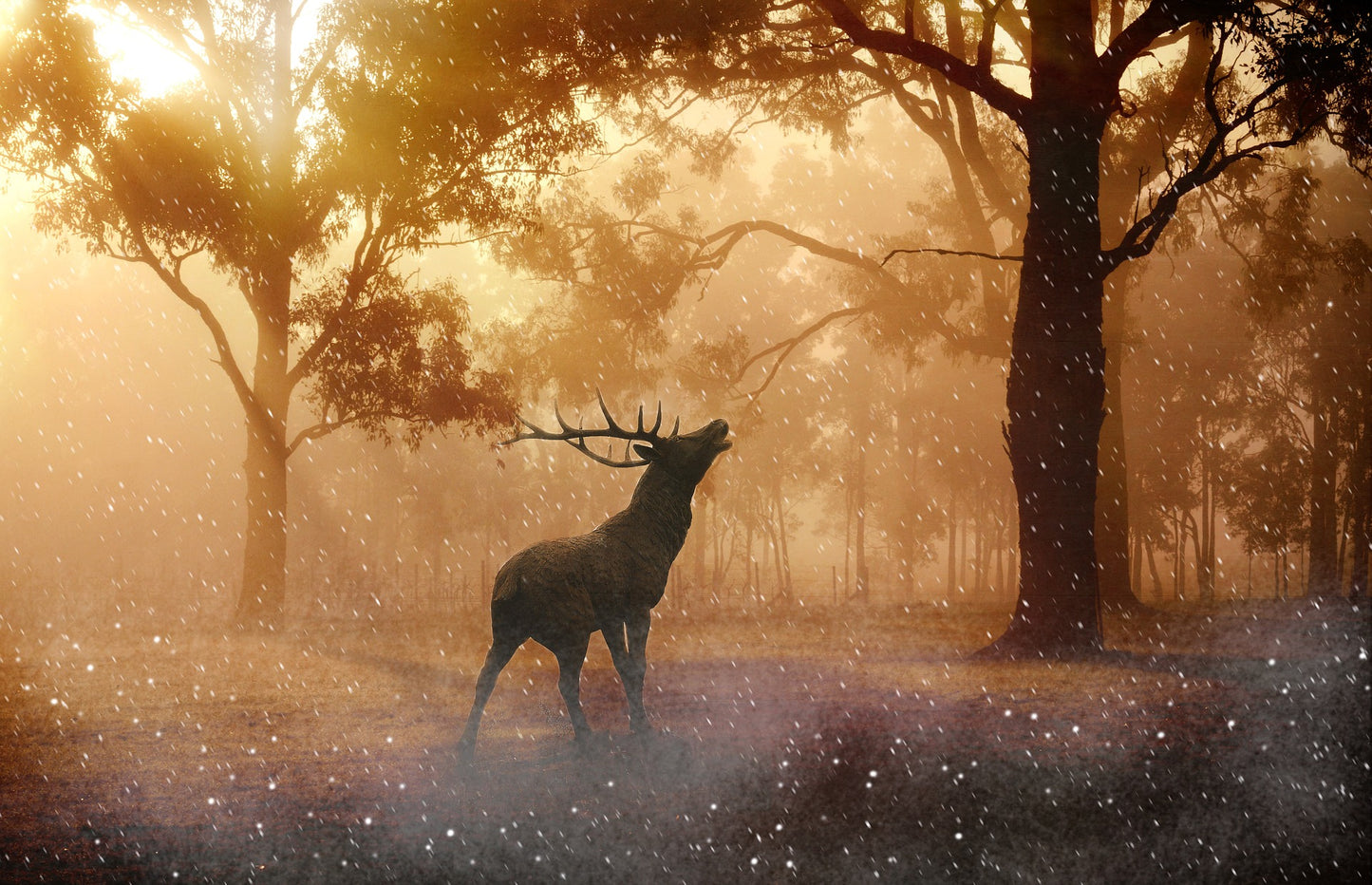 Deer in Forest Scenery Photograph Print 100% Australian Made