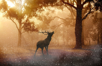 Deer in Forest Scenery Photograph Print 100% Australian Made