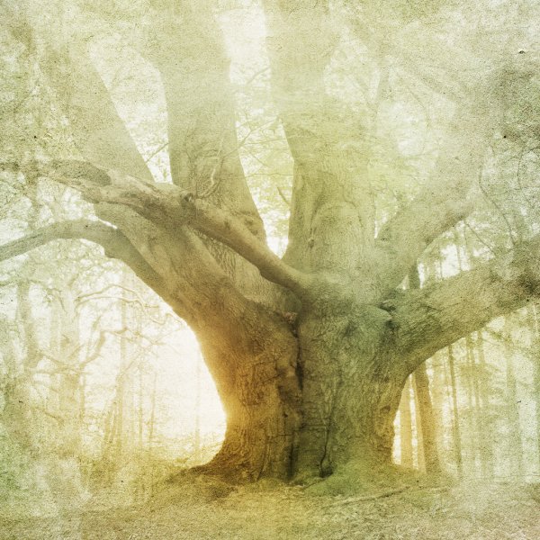 Square Canvas Tree in Misty Forest Closeup High Quality Print 100% Australian Made