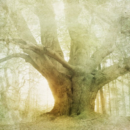 Square Canvas Tree in Misty Forest Closeup High Quality Print 100% Australian Made