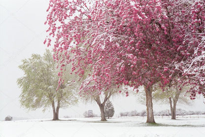 Blossom Trees in Winter Print 100% Australian Made