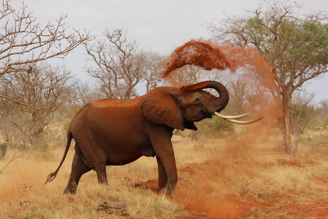 Elephant Playing with Sand Photograph Print 100% Australian Made