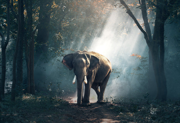 Elephant in Forest Sunlight Trail Photograph Print 100% Australian Made