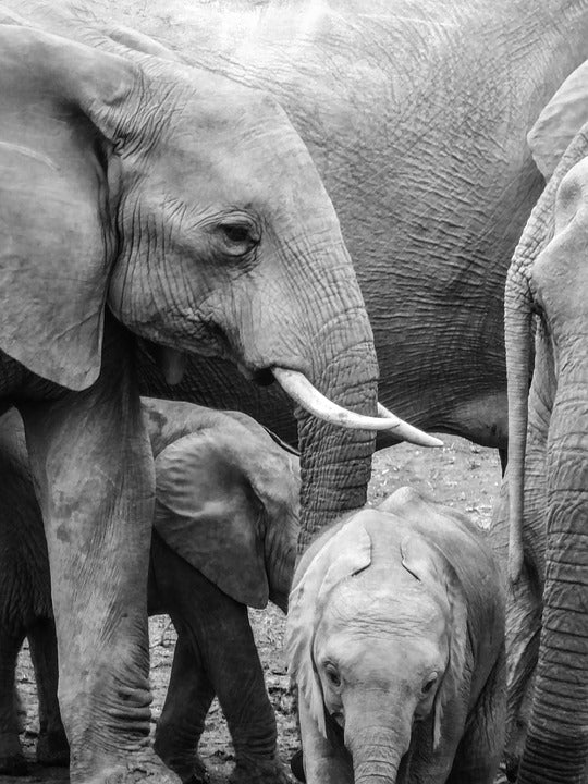Elephant & Baby Elephant Love Print 100% Australian Made