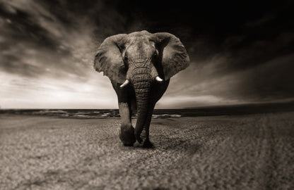 Elephant Closeup Photograph Home Decor Premium Quality Poster Print Choose Your Sizes