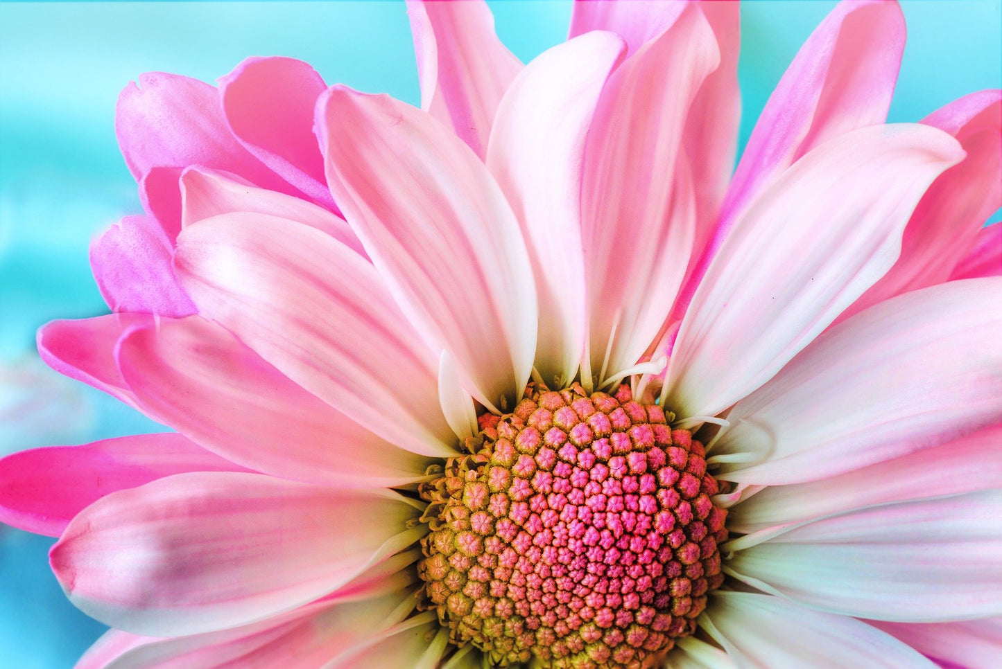 Pink Flower Closeup Photograph Print 100% Australian Made