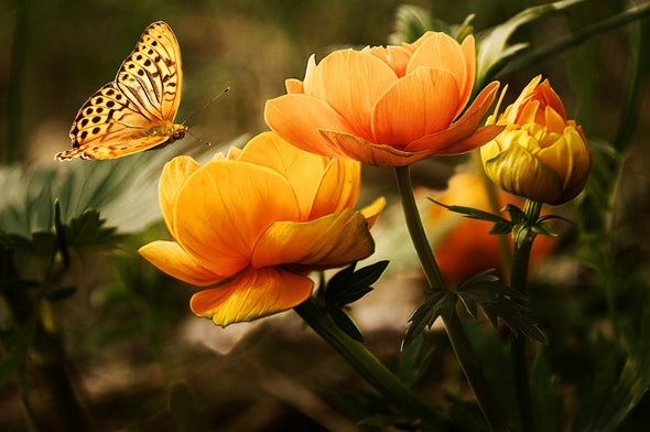 Butterfly Flying Near Flowers Photograph Print 100% Australian Made