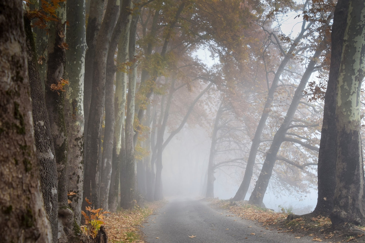 Misty Forest Road Photograph Print 100% Australian Made