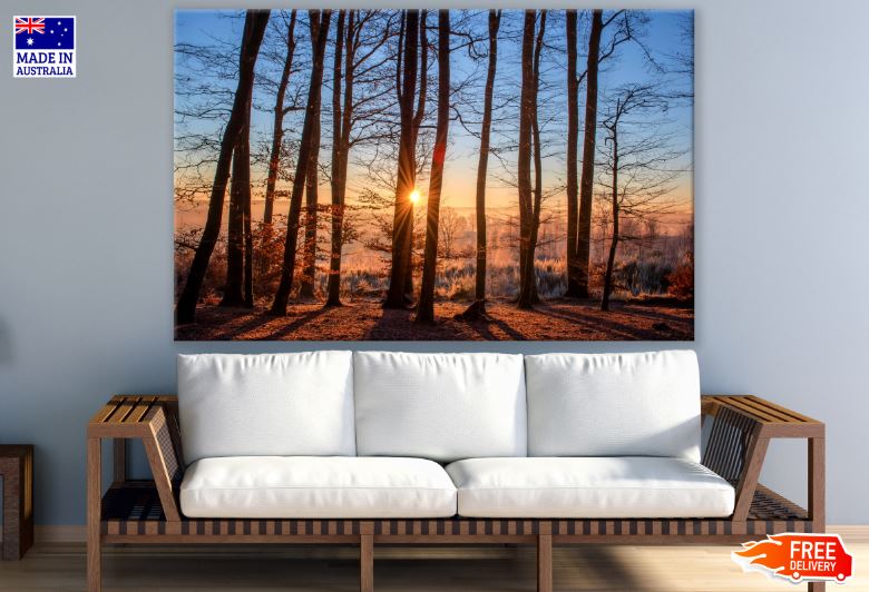 Sunrays Through Trees Sunset Scenery Photograph Print 100% Australian Made