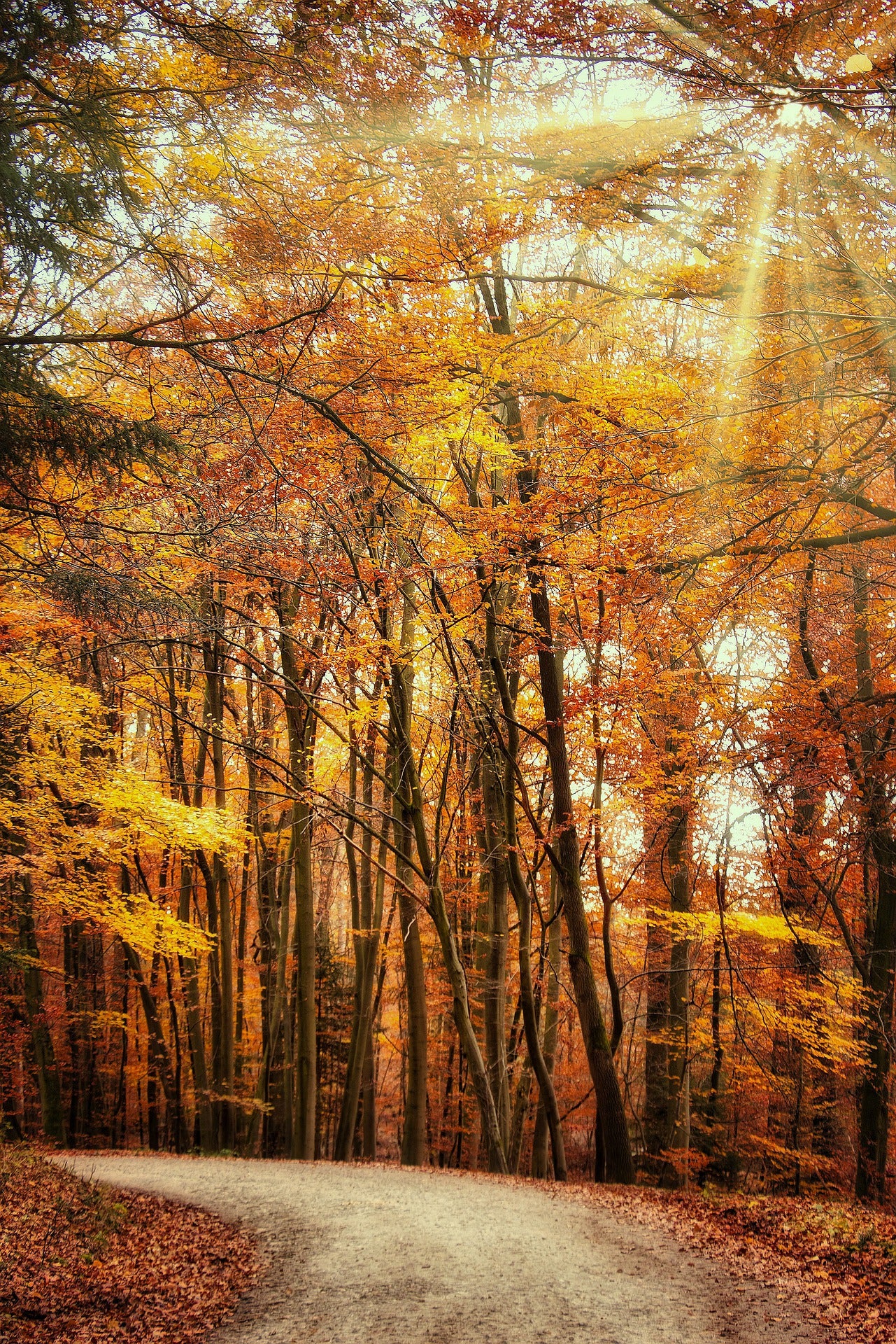 Stunning Road View with Autumn Forest Photograph Print 100% Australian Made