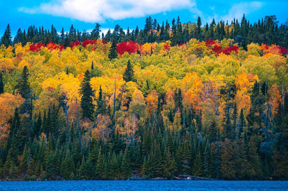 Lake with Autumn Tree Forest Photograph Print 100% Australian Made