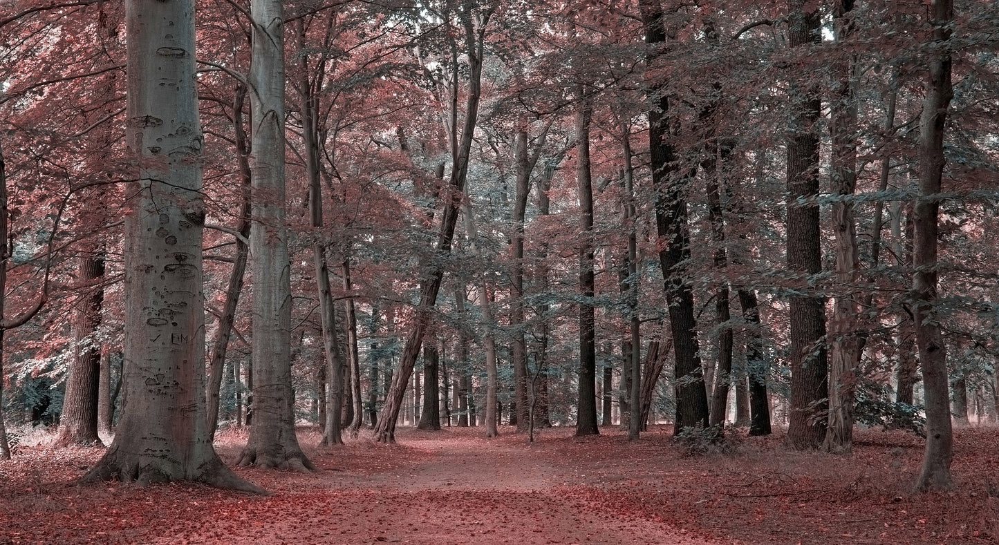 Deep Forest with Pink Leaves Photograph Print 100% Australian Made